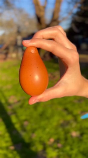 Alchemist Farm & Franchesca Duval Humane Chicken Hatchery🌿🐣🌿 on Instagram: "Oddball egg art 🌿 This egg was never destined for the incubator, we would never try to set and hatch an egg with an odd shape like this BUT when I saw the unique shape of this egg. It immediately gave me gnome vibes 😂. 🌿 What did you see in this oddball shaped egg? . . . #farmlife #chickens #eggs #alchemistfarm"