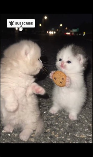 Mama may I have cookie 🍪... #cat #funny #relatable #mom #cutiepie
