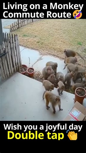 Why did these monkeys pick this specific house for their morning run
