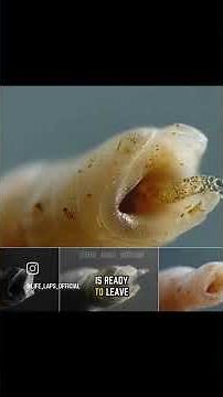 zombie parasite explanation in details