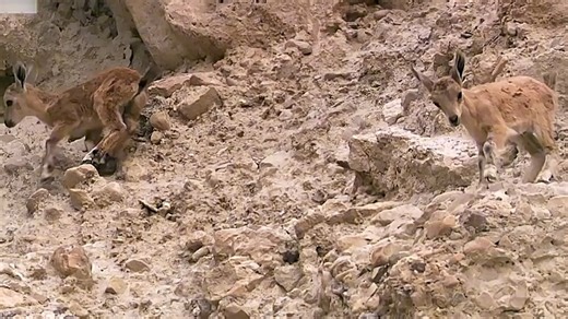 刚出生的小羊为喝水走下绝壁，悬崖边却偶遇赤狐，小羊：我该怎么办？