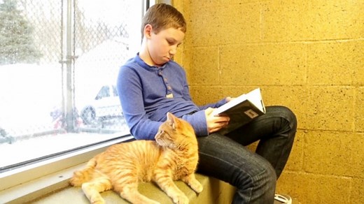 'Book Buddies:' How Kids Started Reading to Sheltered Cats