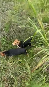 #houndhunting #rabbitdogs #rabbithunting #beagles #hunting