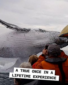 300K views · 13K reactions | Imagine witnessing the world's largest animals up close...  | UNILAD Adventure | Facebook