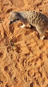 😳 Meerkat catches venomous scorpion 🦂👀🔥 Wild meerkats (Suricata suricatta) live in fairly barren environments in southern Africa where finding food is no easy chore. Some of their favourite meals consist of scorpions, which are capable of killing an adult human. Apparently, the more poisonous, the tastier... While adult meerkats have some immunity to scorpion stings, the arachnid's large pincers can still inflict plenty of damage. Meerkat hunters rapidly bite their prey's head or abdomen to 