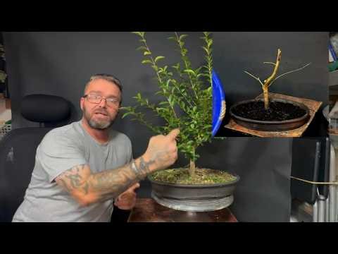 Privet Bonsai Starting Over: Hard Cut Back