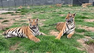 54K views · 428 shares | Apollo 2 and Beauty, plus Los Magicos behind them :) Today, we moved them to the habitat next door (Belonged to Votan & Quetzal because we moved them 3 habitats away) in order to put grass in their previous habitat, and in 3 weeks, they’ll have both habitats for them. Tomorrow, I’ll post a video of The Undisputed King Of Mud, Apollo 2, going crazy today... #Apollo2BJWT #LosMagicosBJWT | The Black Jaguar-White Tiger Foundation | Facebook