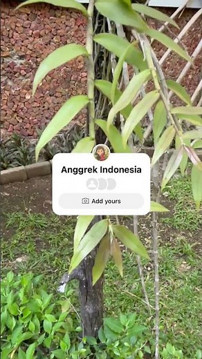 Ultimate Guide to Tropical Wild Type Orchid Care