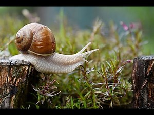 Πώς γίνεται η εκτροφή των σαλιγκαριών στην Ελλάδα