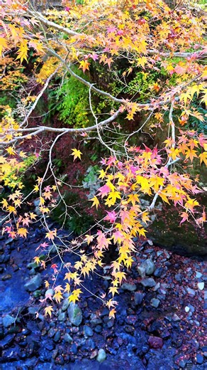 #箕面#箕面公園#箕面観光#紅葉#紅葉スポット