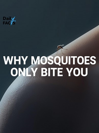 If mosquitoes love you more than your ex ever did… this is why. 🦟💀 #dailyfacts #everydayscience#mosquito #sciencetok #biologyfacts #funfactsdaily #learnontiktok #uniqueyou #fyp