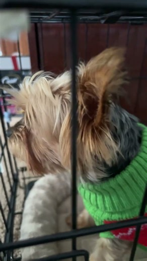 Help me outt!!! #dog #teambambi #bambithedojadog #puppy #yorkie #funnydog #fypシ #cute