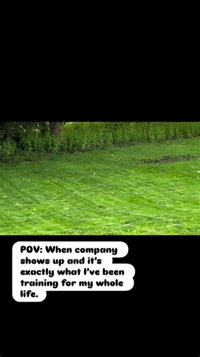 I’ve been training my whole life for this #brittany #funnydogs #intruders