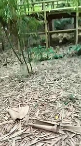 1.7K views · 69 reactions | Giant Bamboo at Kabilin Nature Farms and Bamboo Center, Balamban, Cebu #thewildharvest #bamboo #farmlife #nature #bambooforest | The Wild Harvest | Facebook