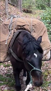 “Ain’t nothing like riding a fine horse in new country” - Augustus McCrae #horse #spring #america