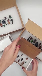 Assorted Beetles Bugs Insects Wholesale Mix Lot Collection Choose 1, 5, 10, 25, or 50 Pieces - Etsy