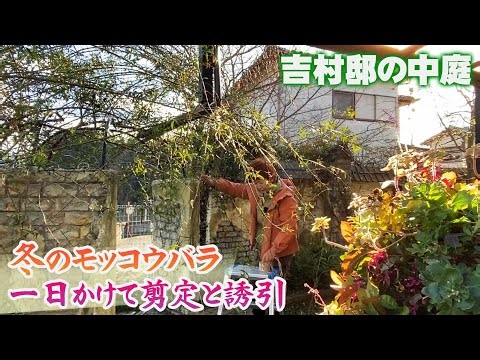 【モッコウバラの剪定と誘引】春から伸び続けたモッコウバラの枝を剪定し、ドーム状に誘引します【個人邸の庭】
