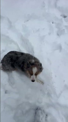 Meet Ellie a Australian Shepherd, Miniature currently available for adoption! 10/26/2025 3:29:43 PM