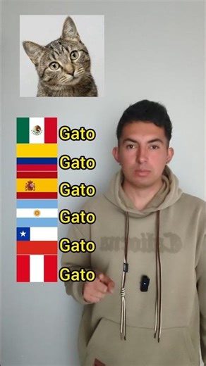 Cat in Spanish for Beginners! #spanishwithjuank #cat