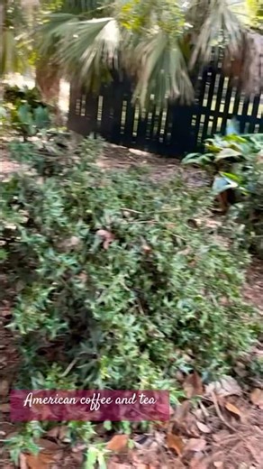 This Holly does not contain caffeine mistake made.