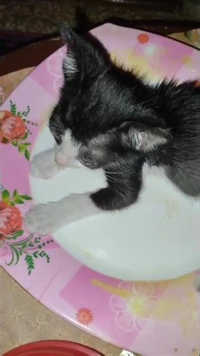 ٢٦ نوفمبر ٢٠٢٥