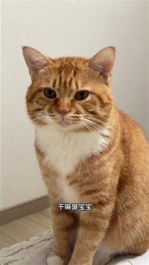 Title (Chinese): 寒冷天气吃得多，头发厚，20度室内