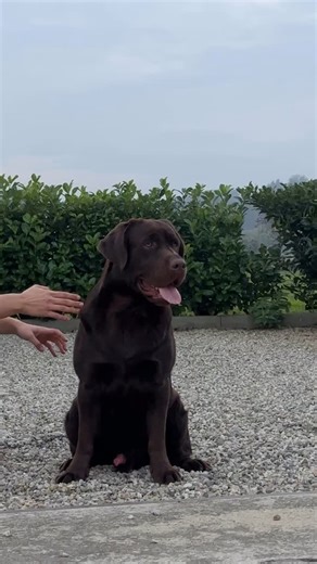 Our Sweet Chocolate Teddy Bear Batia ( Chocolatin Labs Batia) who lives with his loving family in Germany 🤎 | Chocolatin Labs