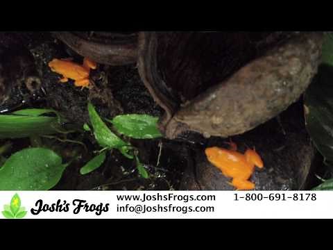 So You Want A Pet Frog?