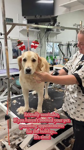 Call/text 732-859-5862! #nj #groomingbyjlynn #reel #doggroom #holidays #appointment #bookingnow | Grooming by J-Lynn