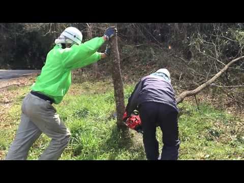 木の伐採方法 チェーンソー伐採 ②