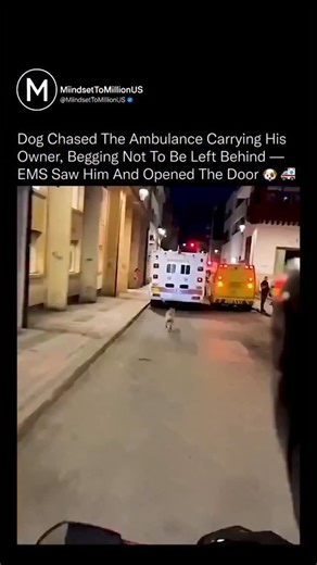 M2M | If you ever needed proof that a dog’s love has no limits, here it is ❤️🐕 A loyal dog in Brazil sprinted behind an ambulance after watching... | Instagram