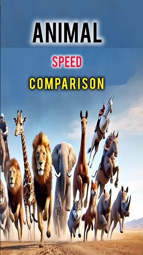 Animal Speed Comparison