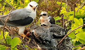 70K views · 1.3K reactions | Mouse are the daily food of kites | Border Birds | Facebook