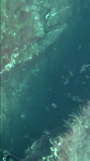 🤿al escondite en 20m ( dusky grouper ) 🔱 Spearfishing 🇮🇨 #vlog #yt #reels #ytstudio #short #shorts