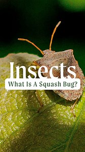 Squash bugs are a common garden pest that attack squash and other cucurbit plants like zucchini, melons, and cucumbers. Our friend @gingerfootgarden shared her strategies for dealing with them, and we hope these tips will help you in your garden. ✌️ Happy Gardening! 💚 #growingsquash #growingzucchini #growingmyownfood #raisedbedgardening #raisedgardenbed #pestmanagement #dealingwithpests #vegogardening #gardeningcommunity #vegoraisedbeds #backyardgardening | Vego Garden