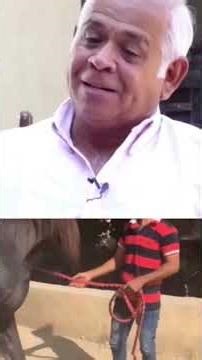 today's Breeders do mistakes in horses colour and horse line Stallion Ali Shaan was more used