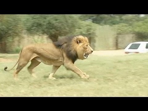American tourist killed in lion attack at South Africa park
