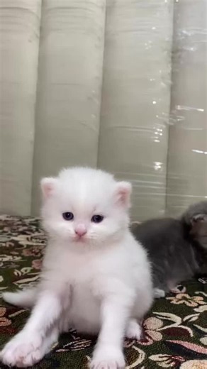 Funny Cat Oreo Video: Cute Oreo-Loving Cat Clips