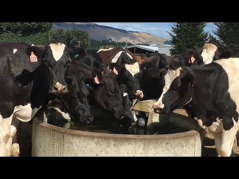 Cows Drinking Water / Cattle Drinking Water / ASMR / Farm Life NZ / Dairy Farming NZ/ Pete Farm Life