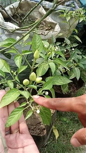 Chilli plant care tips #garden #chilli #flowergarden #nature