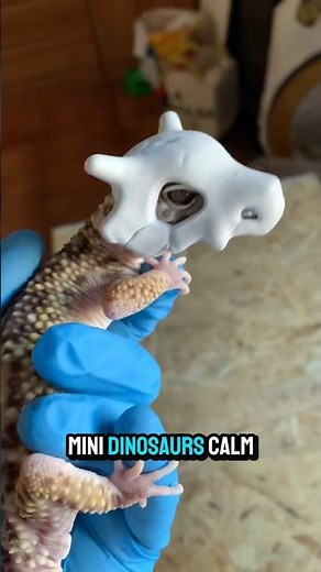 Leopard Gecko: The Chillest Pet Dino Ever