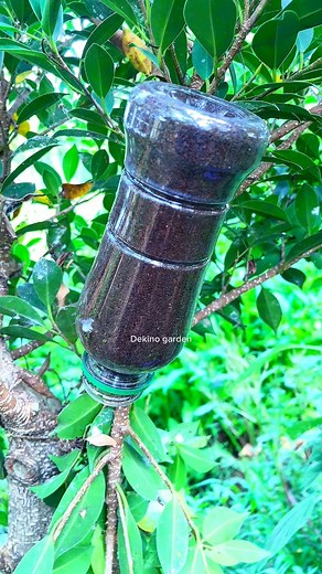 7.3K views · 604 reactions | Unique techniques for propagating plants華 #multiplyplants #bonsaitree #cars #craft #fblifestyle #diy | Dekino Garden | Facebook