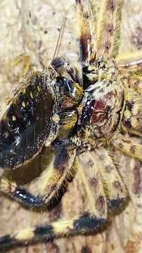 Biggest Spider In Africa