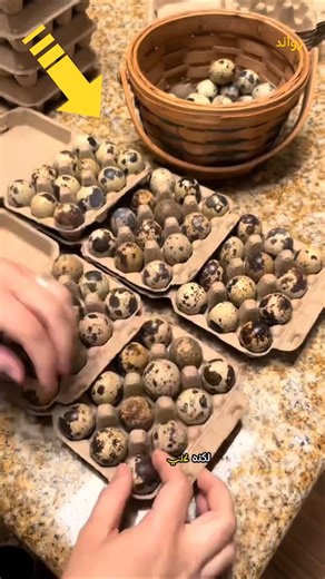 هذا الطائر الصغير يبيض اكثر من 200 بيضة سنويا !😧