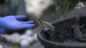 It's the World Crocodile Day today! In the Gandak River of Bihar, #WTI with support of Los Angeles Zoo and Bihar Forest Department have been working to bring back population of the 'Critically Endangered' Gharials - commonly called the fish-eating crocodile. 125 gharial hatchlings emerged from 9 nests that were monitored throughout the gharial nesting season this year. They were released into the Gandak River. The efforts have been on since 2013 to save this dying species. Today, Gandak is home 