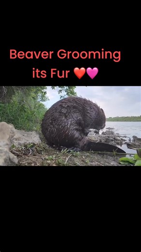 5.3K views · 633 reactions | Here is a chubby beaver sitting on its haunches and grooming its fur #beaver #WildlifeWednesday #beavers #funnyanimals #wildlifephotography | Mike’s photos and videos of beavers | Facebook