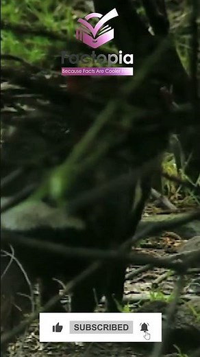 Night Roamer of Tasmania: Secrets of the Tasmanian Devil