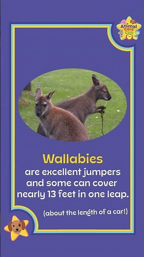 Time for a quick animal fact from #animalcareclub