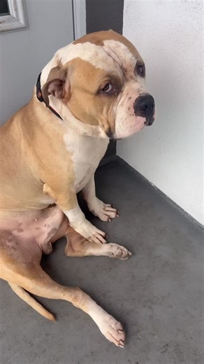 Underdog Heroes⚡️ on Instagram: "UPDATE! Foster secured!!! URGENT!!! 🚨🚨🚨 Rylo , the American Bully who his family cant keep him because he sheds… They are saying he needs a place to go by tomorrow or they will dump him in an overcrowded shelter! He needs a foster YESTERDAY! He is GOOD WITH DOGS, recently neutered, playful , house trained , very friendly boy. He’s just excitable meeting new dogs, but very sweet with a really good temperament. He is also now living on the balcony😡😭💔 WE CAN N