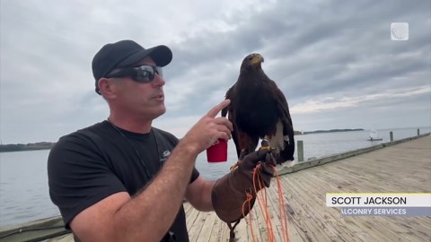 Why is this hawk getting dive bombed by angry gulls?
